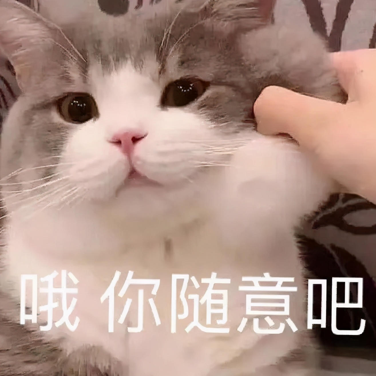 养猫真的不会被抓吗,央视辟谣养猫