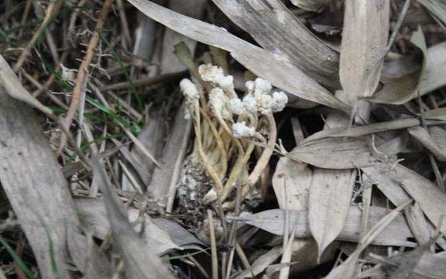 被称为南方的冬虫夏草金蝉花,金蝉花媲美虫草