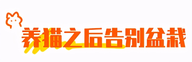 合租养猫劝退指南,《养猫劝退指南》