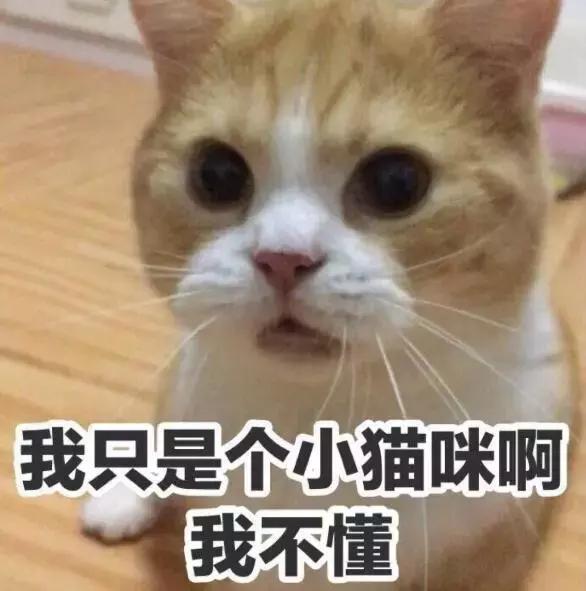 给猫做双眼皮手术,猫割双眼皮多少钱一只