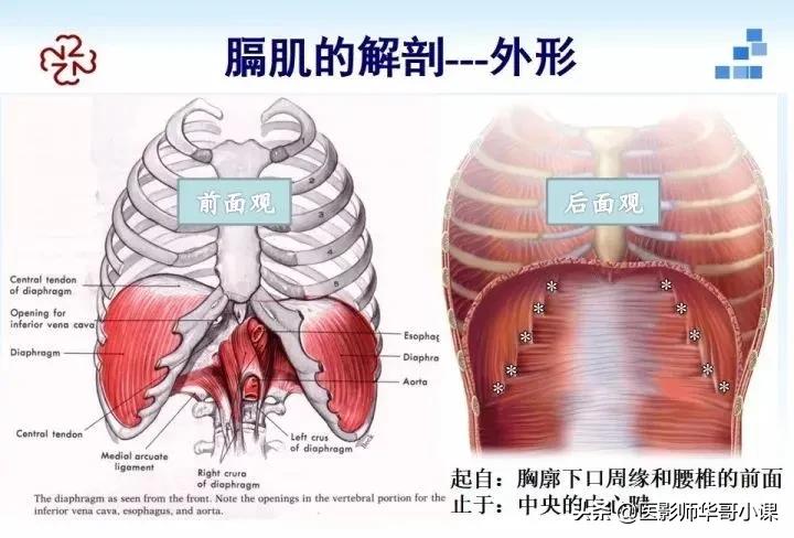 「精品课件」胸部膈肌的解剖及常见病变影像的表现