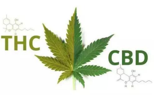 工业*麻大**成分中的CBD竟然有怎么高的价值
