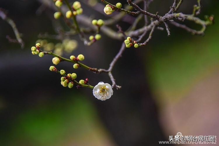 南京梅花山梅花开了吗,来南京梅花山赏梅花