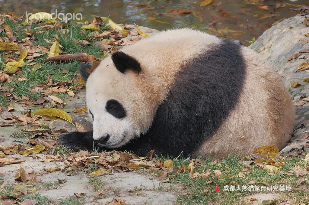 只要肯努力丑小鸭也能变成白天鹅,只要肯努力可以逆袭吗