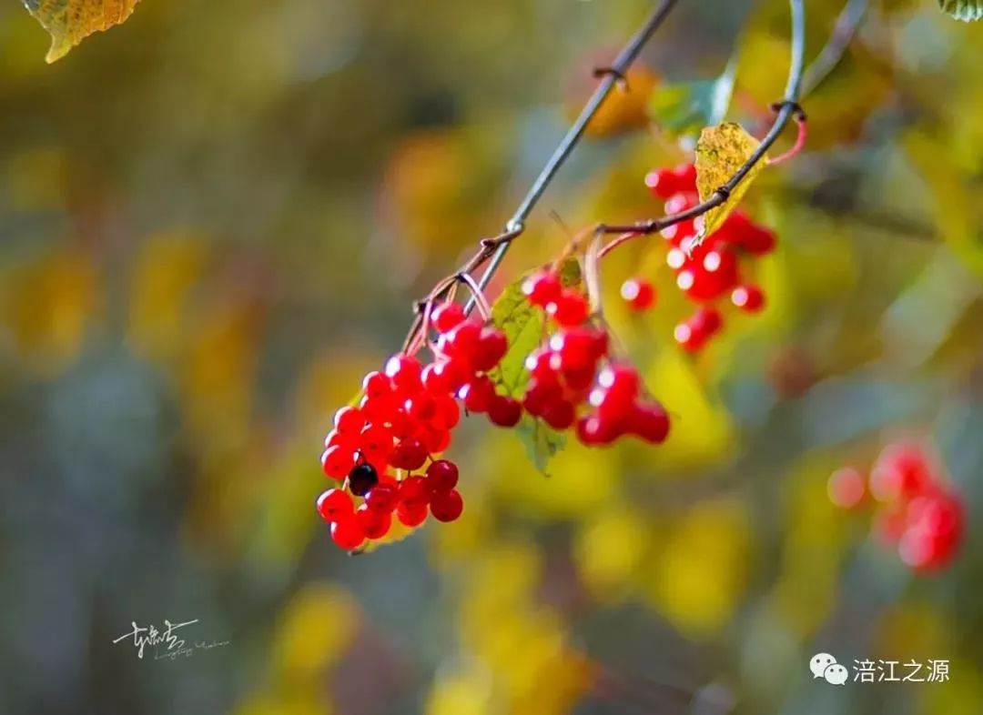松潘之秋，品一场醇美的色彩盛宴