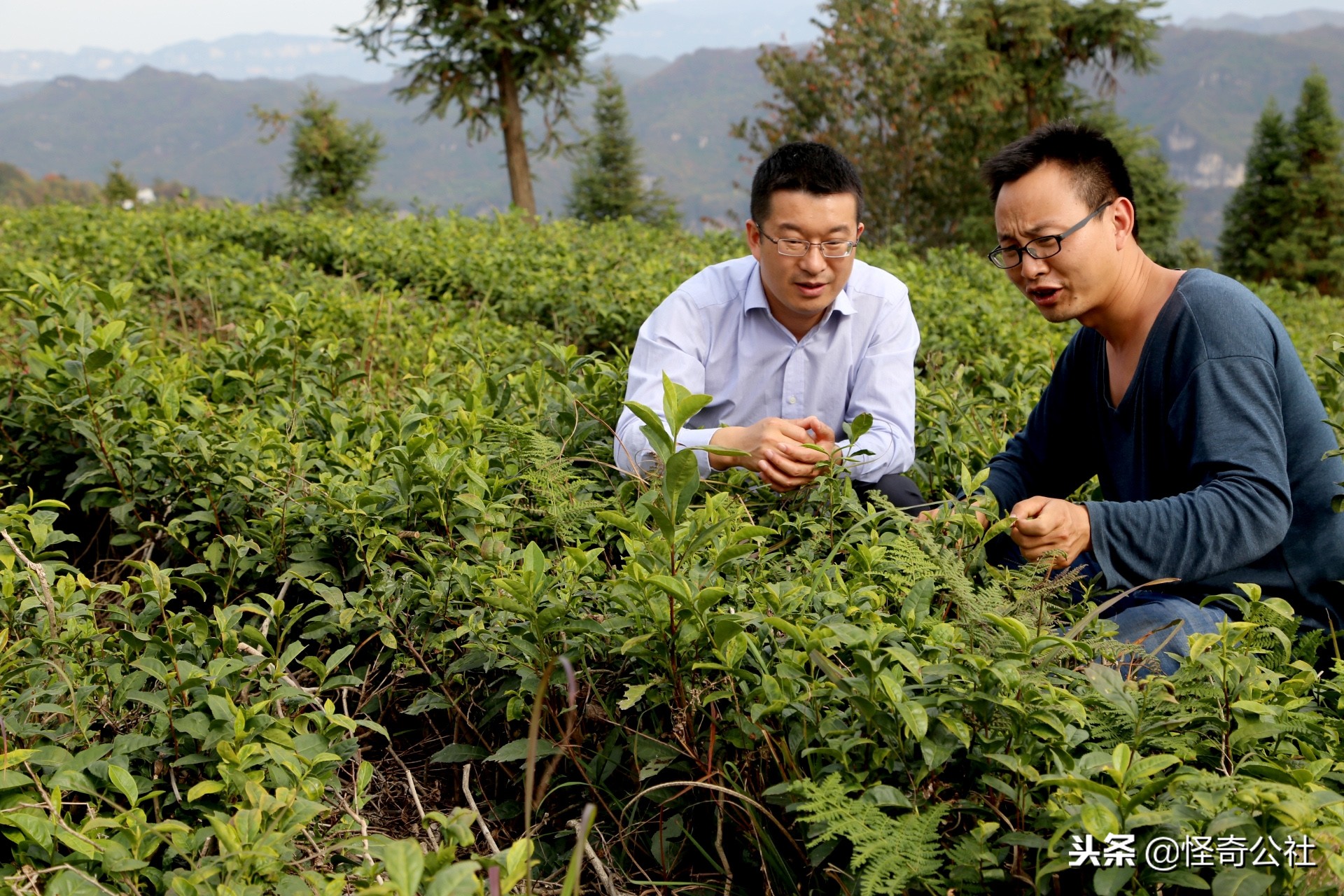 享誉世界的百年品牌——宜昌宜红，“万里茶道”上的新亮点