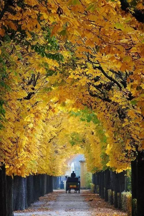 秋天落叶一拍都是一幅画,秋天的景色美得好像一幅画