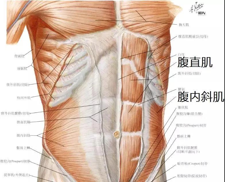 “内脏下垂、子宫脱落、漏尿”：扒一扒你不知道的网红束腰