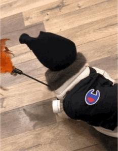 宠物秀场最新动态,亚宠展宠物时装秀人气火爆现场