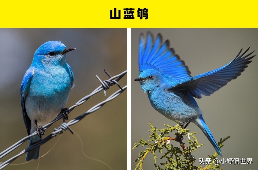 罕见且珍贵的鸟类：5种有钱也未必能够买到的鸟类