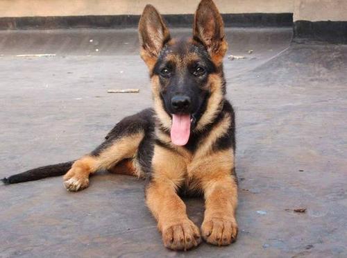 德国牧羊犬六大“可怕之处”，你知道后还敢养吗？