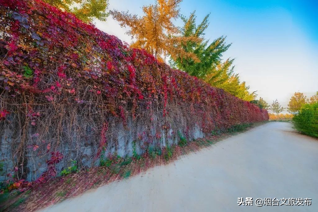 张裕卡斯特酒庄摘葡萄,张裕卡斯特酒庄750毫升定制