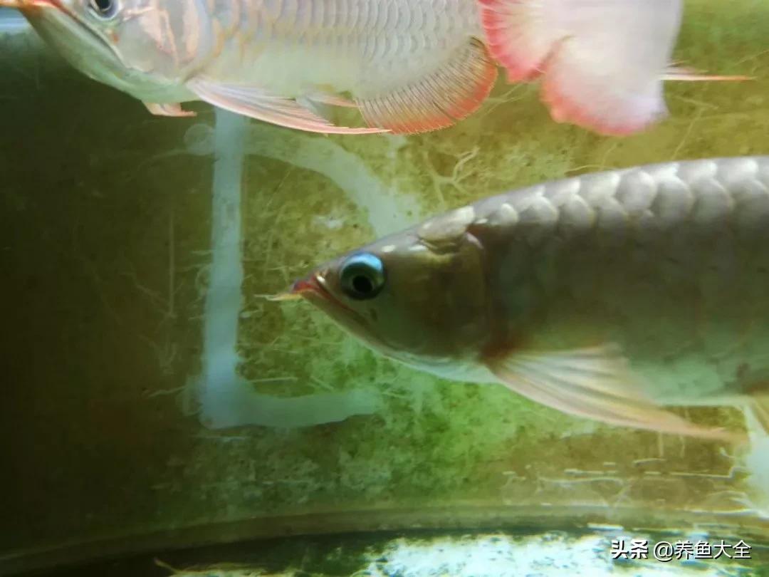 养红龙苗,养红龙如何搭配其他鱼