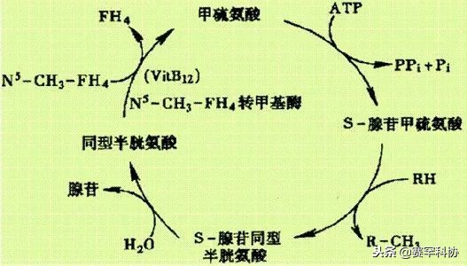 小叶酸枝红木,小叶酸枝木价格