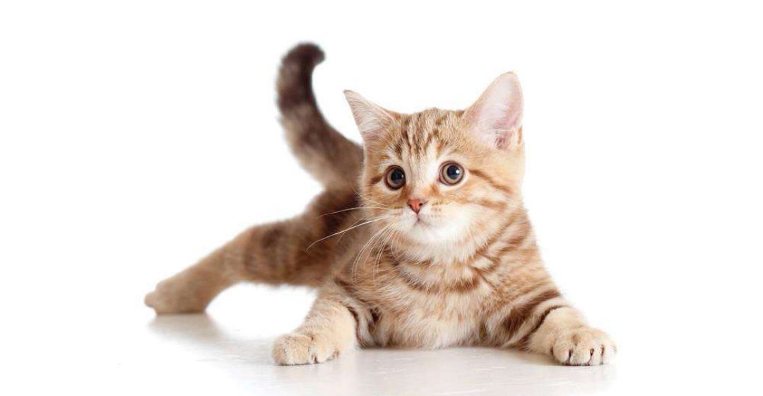 鲁迅朝花夕拾里仇猫原因,朝花夕拾中鲁迅仇猫的原因是什么