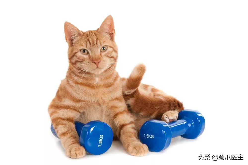 我靠美食养猫发家致富txt,月入三千也能养猫