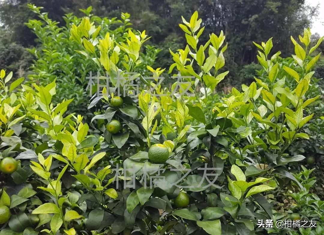 柑橘木虱防治工作要重视,果农分享五大防治要点