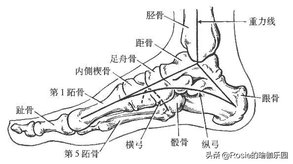 瑜伽高足弓的激活方法,建立足弓的瑜伽动作