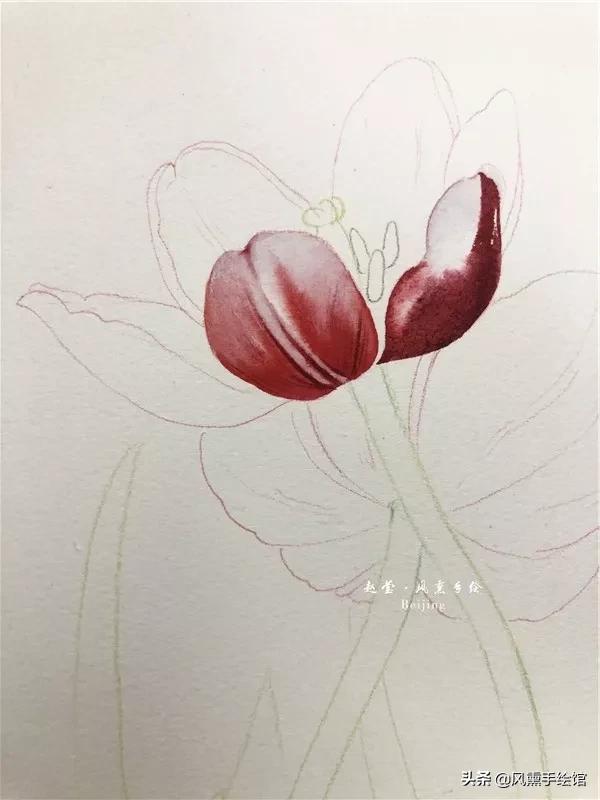 怎么用水彩笔画郁金香教程,粉色水彩郁金香怎么画图片