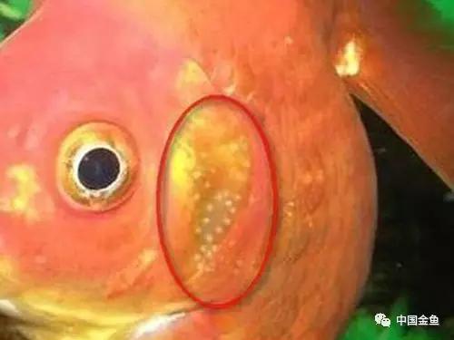 金鱼要配对繁殖吗多久可以繁殖,家庭养殖的草金鱼能自然繁殖吗