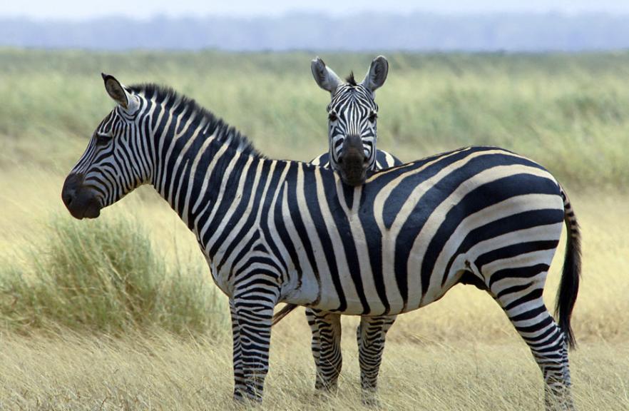 斑马斑马你不要睡着啦是什么意思,斑马斑马你不要睡着了什么意思