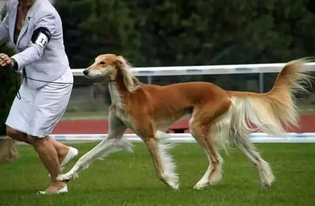 最聪明的十大狗狗品种介绍,史上最全的狗狗品种记得收藏