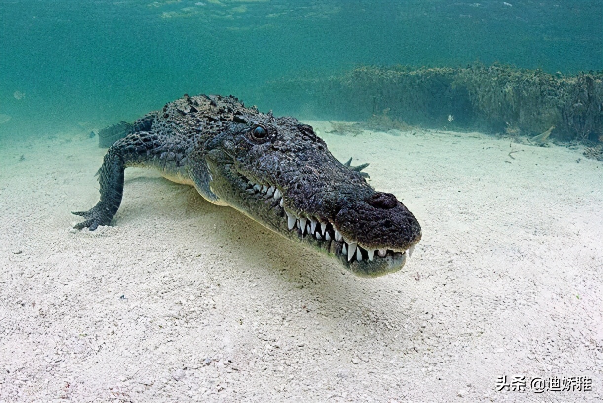 关于鳄鱼的科普知识,关于鳄鱼的科普知识点