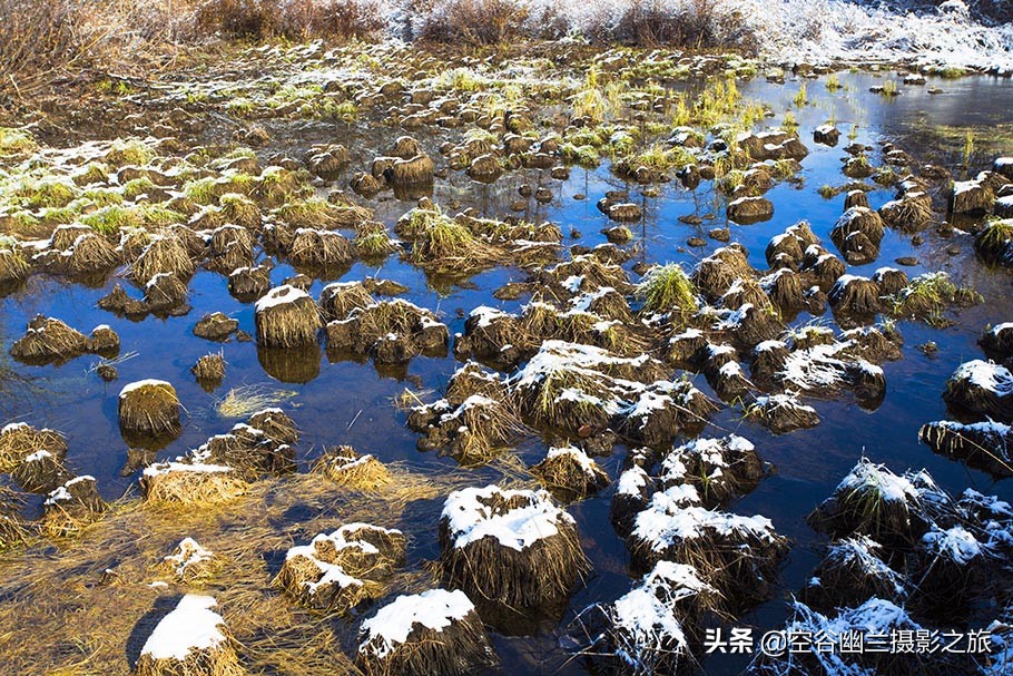 难道我误闯进了，被科考生态专家称为兴安奇景的，偃松幽径吗？