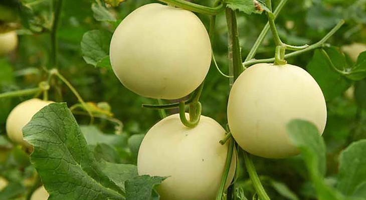 又到了吃瓜的季节说说,现采摘应季香瓜营养价值和功效