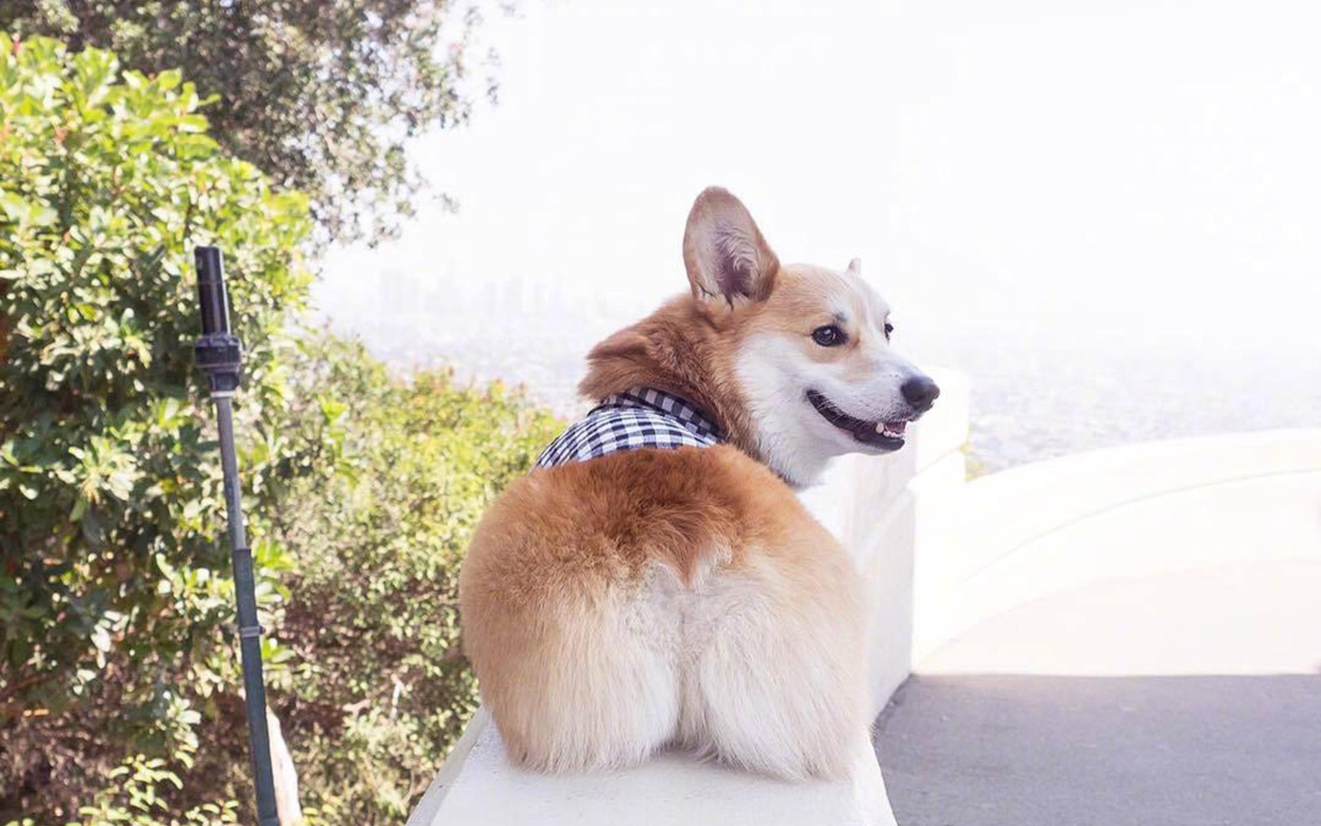 柯基宝宝小短腿柯基,短腿柯基长腿柯基