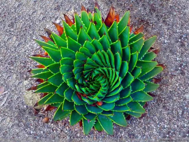 十大天价植物种子,十大顶级名贵植物