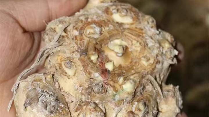 澶忔棩椹箘鑾茶姳鍏绘姢,杩涘彛椹箘鑾茬殑鍏绘姢