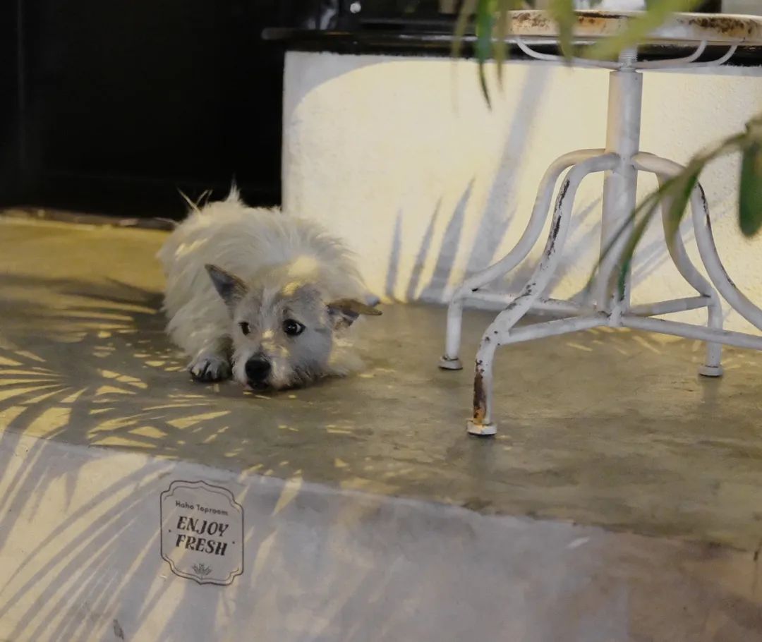 成都街道门面推荐,成都一街道商铺招牌