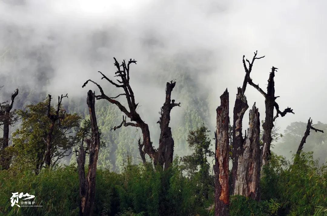 遇见怒江丨这是“我”手机镜头里的贡山风光