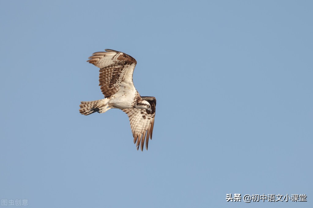 中考作文分论点万能模板,中考议论文满分作文含分论点
