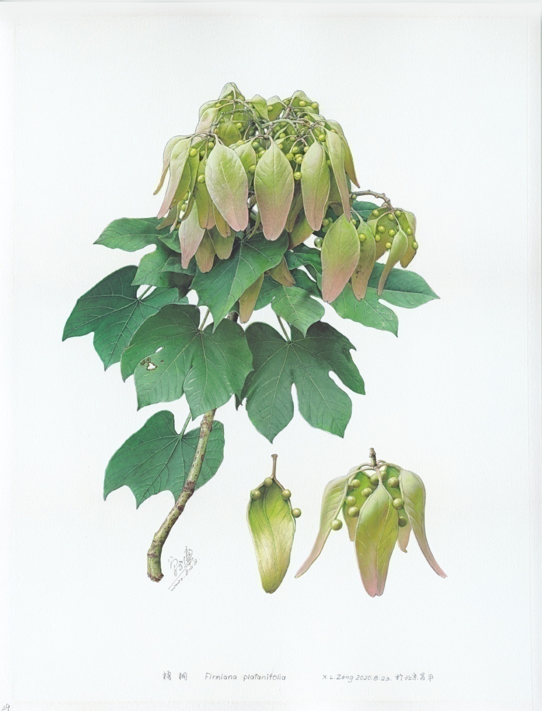 濒危稀有植物绘画,八大濒危珍稀植物