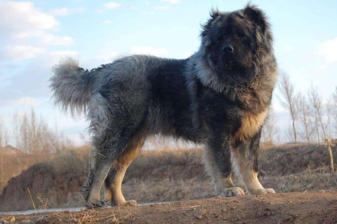 最齐全的狗狗品种介绍及图片,带你了解一下常见狗狗的品种