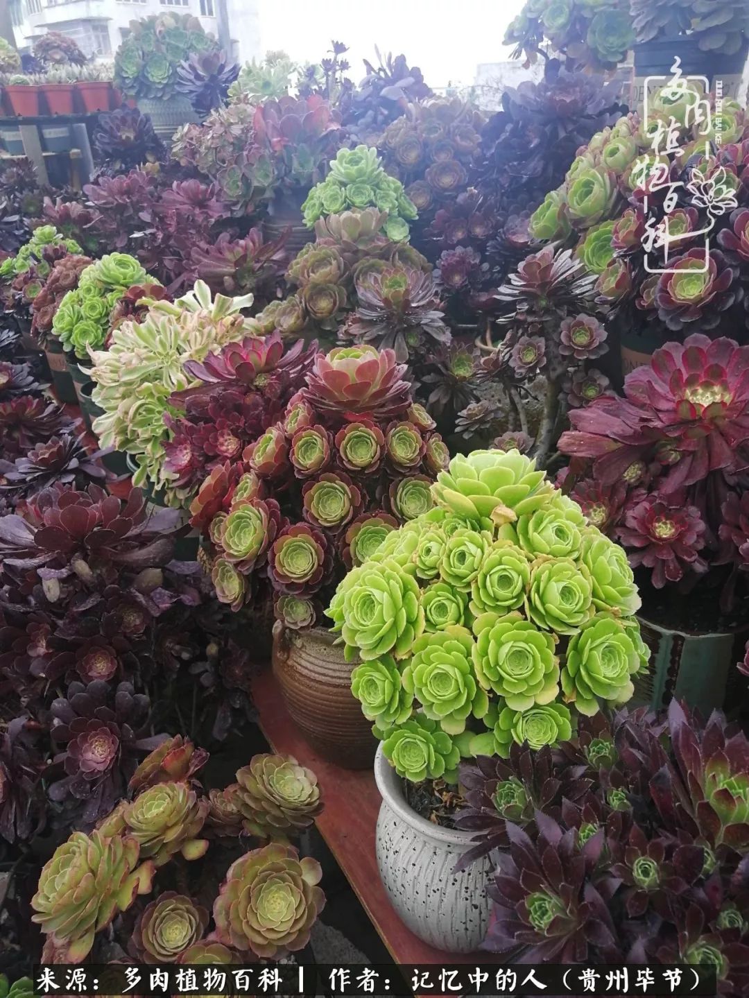 我心中的玫瑰原唱,我心中的玫瑰全部歌曲