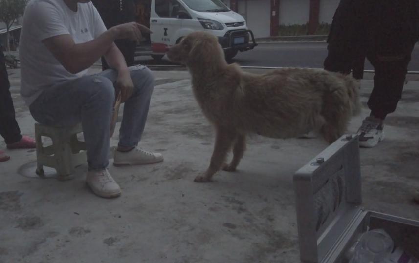 四川救狗狗后续,四川洪水狗狗救自己孩子后续