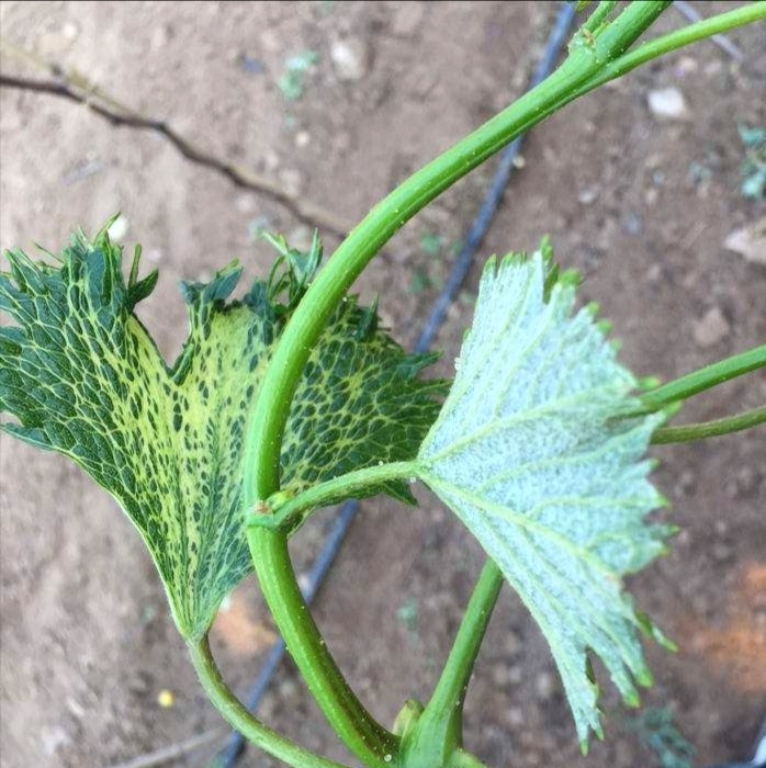 激素农药药害,激素型除草剂的危害