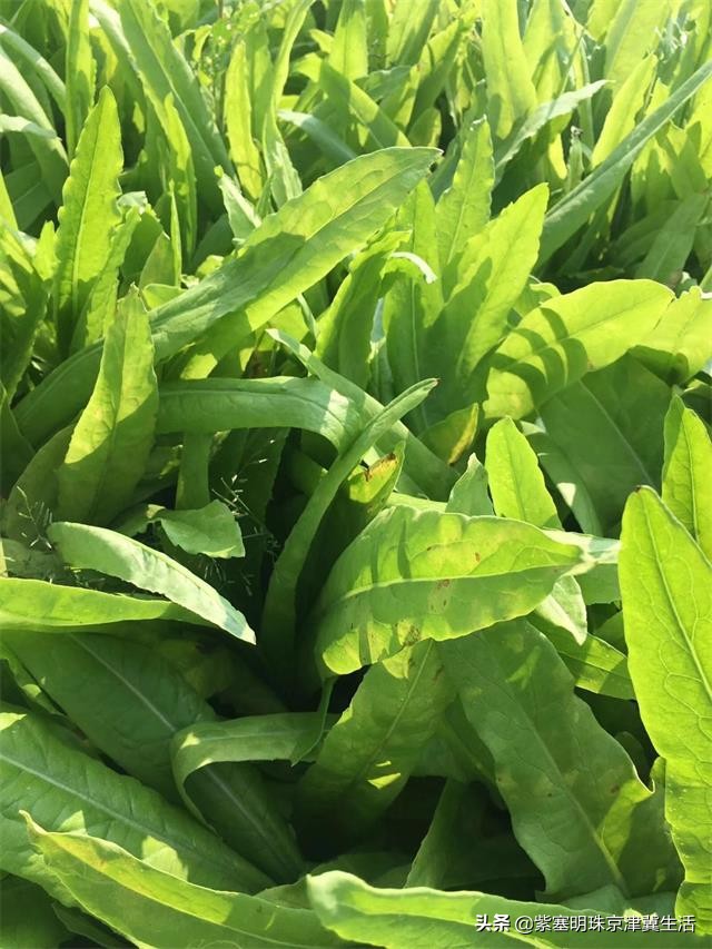 夏天最美的草原大环线，一次看尽万般风景-张北中都草原祈福人家