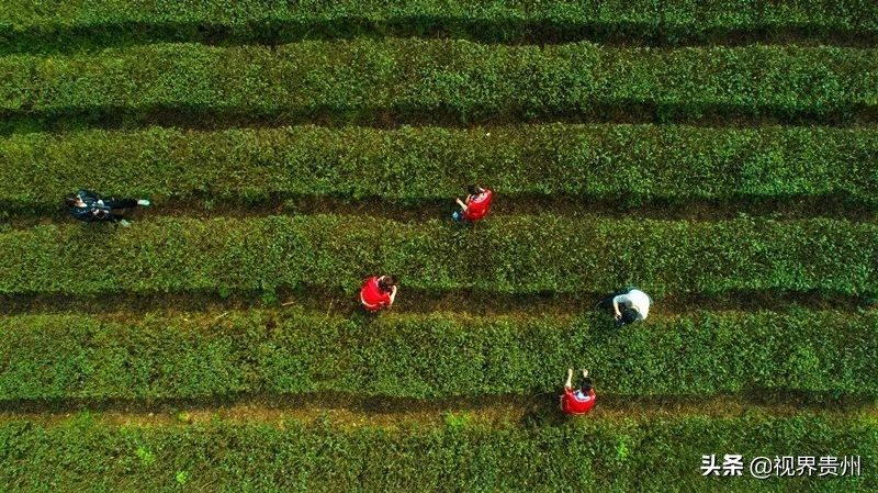 贵州茶海的春天有多美,贵州最美茶海