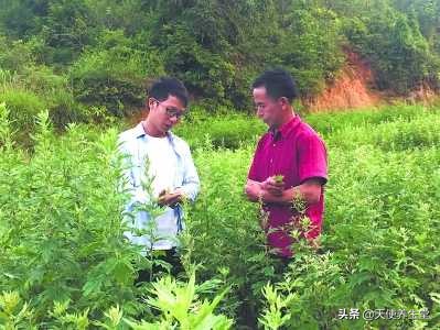 乡愁催生创业点子，福建一群年轻人让野草变身“大艾”健康文化！