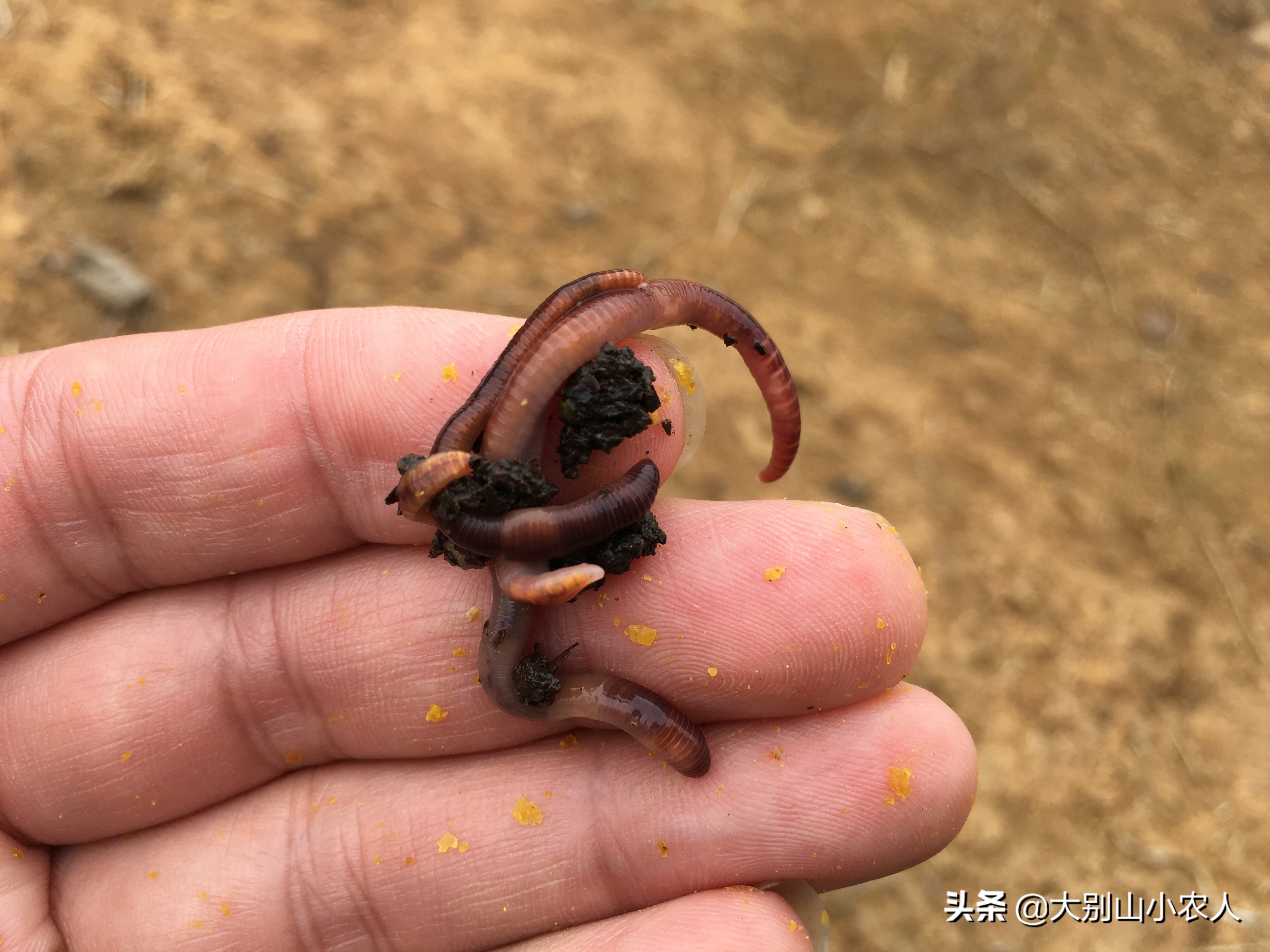 活饵的正确使用方法,冬季拉饵的正确使用方法