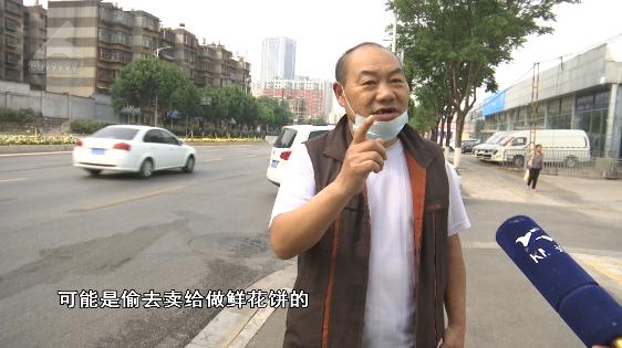 绿化带的月季花被偷,绿化带里的花被人偷了