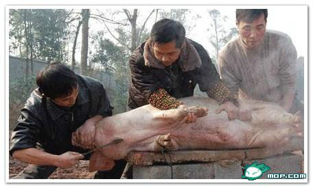 广西80后农村童年经典回忆,80后的童年回忆广西的农村生活