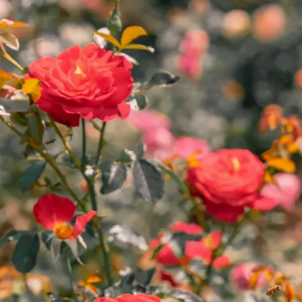 深圳十大免费花海公园,深圳红花山公园粉黛花海