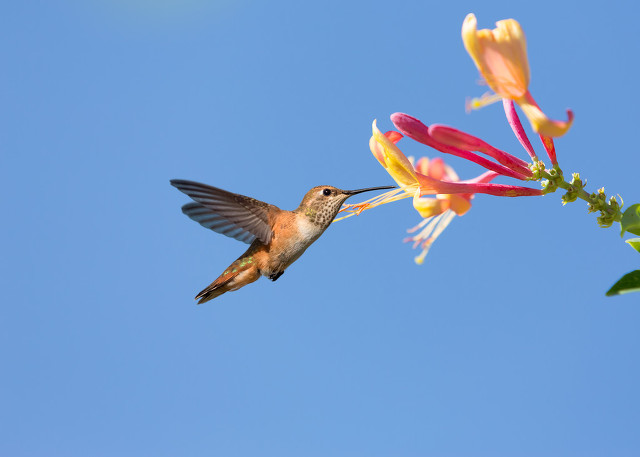 中西双语阅读墨西哥人的蜂鸟情结