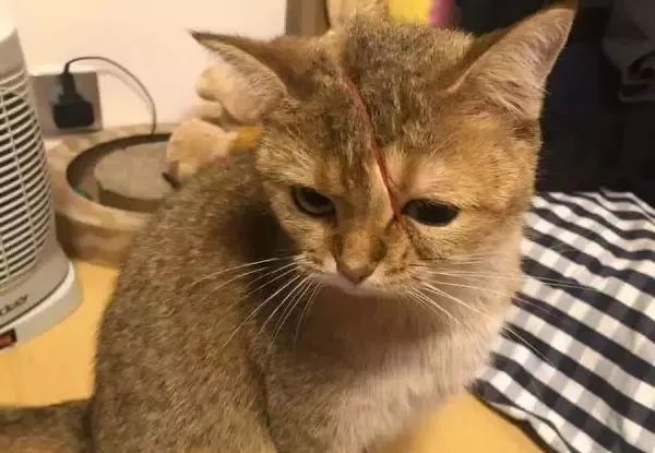 回家看到猫咪的反应,回到家看到猫地上有血