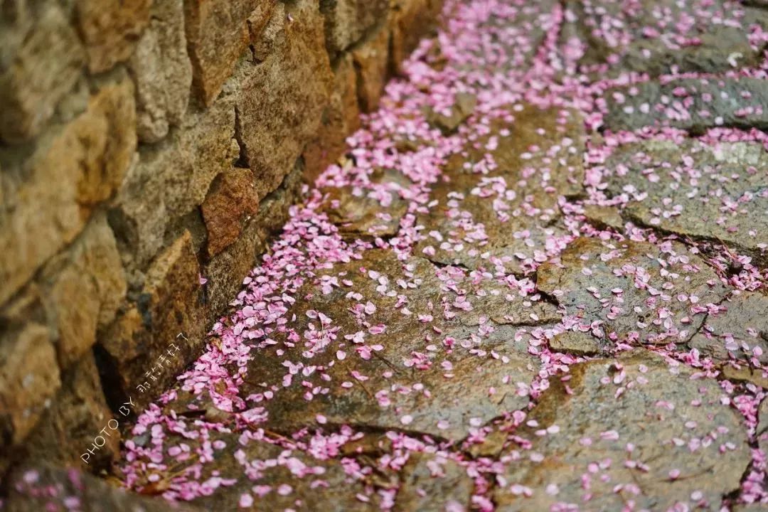 北京京郊童话树屋,台湾神奇的树屋